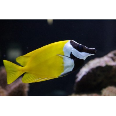 Siganus Vulpinus Foxface Rabbitfish (cca 13 cm)